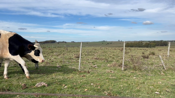 Lote NOVILLOS 2 a 3 AÑOS