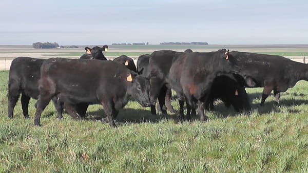Lote VAQUILLONAS MAS NEGRAS   C/ GTIA DE PREÑEZ PARICION PRIMAVERA