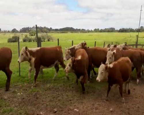 Lote 34 Vaquillonas  HEREFORD 300kg - , San José