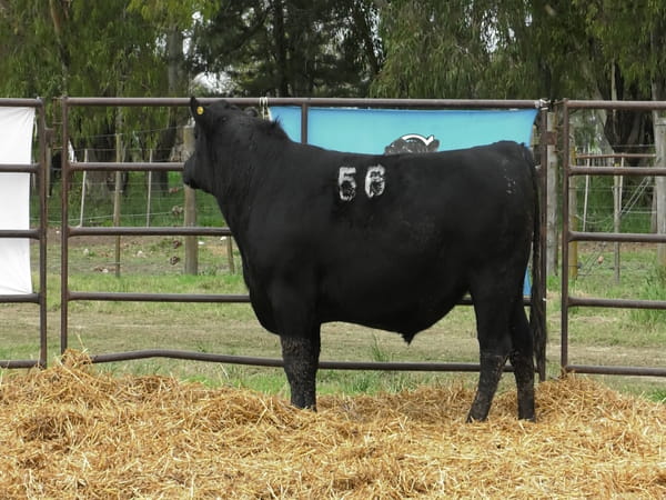 Lote TOROS ANGUS NEGROS PC