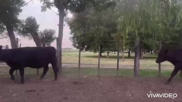 Lote 39 Vaquillonas P/ entorar