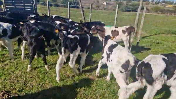 Lote 18 Terneros Holando en Juan Soler