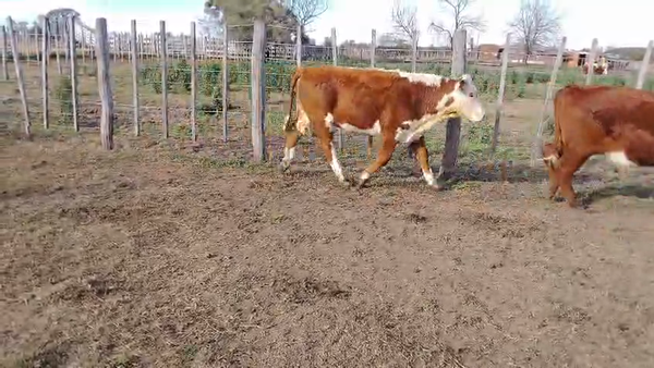 Lote 70 Novillos