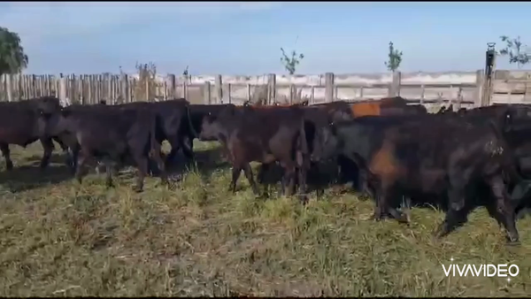 Lote 30 Terneros en Dolores, Buenos Aires