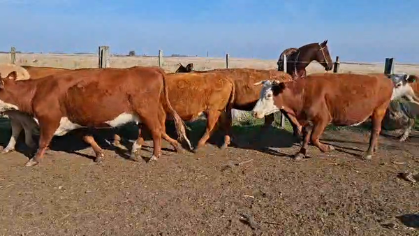 Lote VACAS PREÑADAS