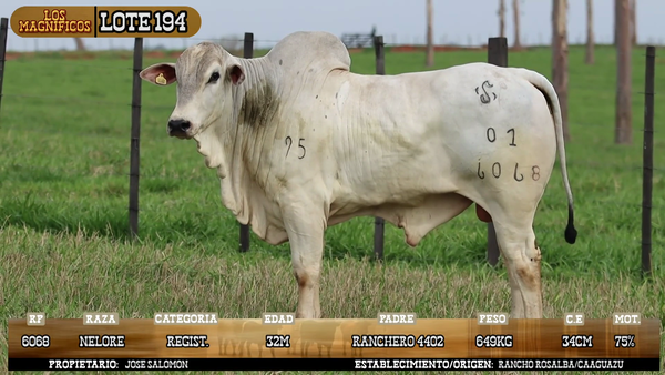 Lote LOTE 194