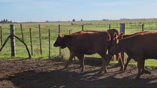 Lote 10 Vaquillonas P/ entorar en Magdalena, Buenos Aires