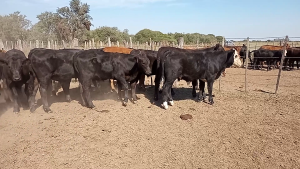 Lote 29 Terneros en Santa Fe, Monigotes