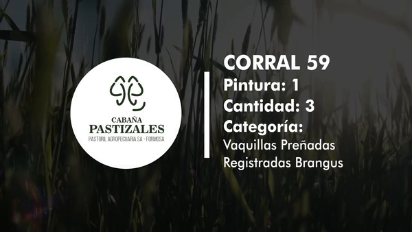 Lote Vaquillonas