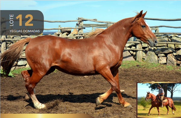 Lote Aquerenciada Jazmin