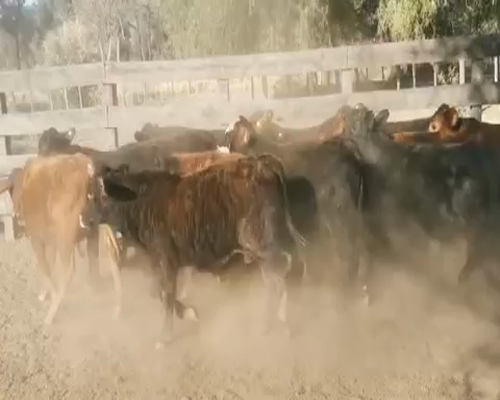 Lote 100 Terneros/as en Juan José Castelli, Chaco