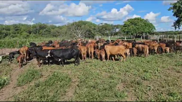 Lote 105 Vacas nuevas C/ cria en Pirané, Formosa