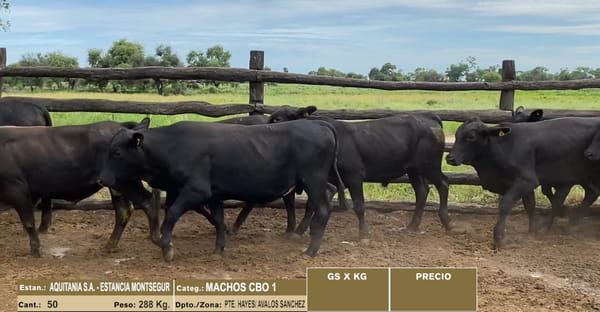 Lote LOTE 28 - 50 MACHOS CBO 1