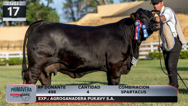 Lote LOTE 17