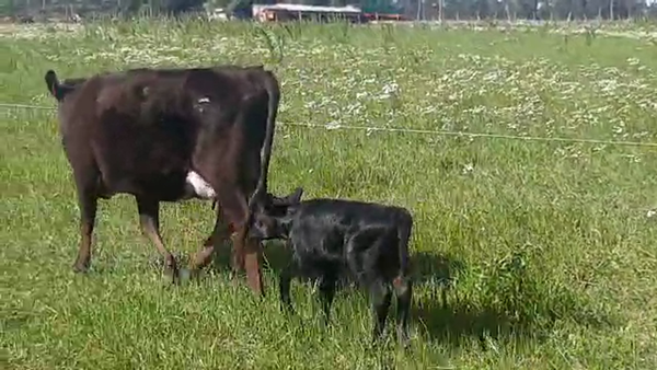 Lote Vacas de Invernada KIWI 400kg - , San José