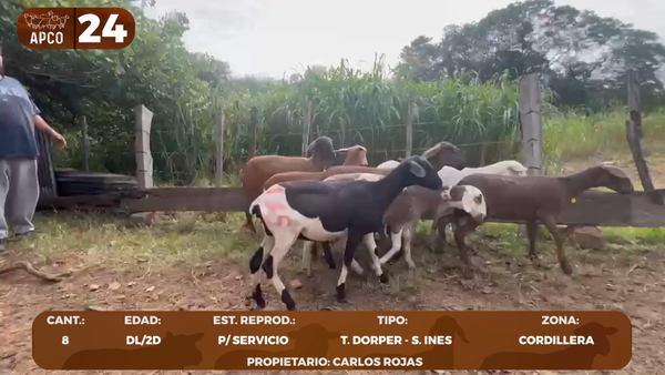 Lote LOTE 24 -POR PANTALLA