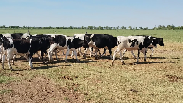 Lote 23 Novillitos Holando Argentino en Porteña, Córdoba