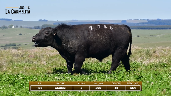 Lote RP 1186 - Angus La Carmelita