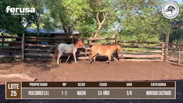 Lote LOTE 25 DE CAMPO