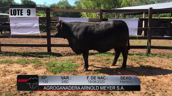 Lote Nacional de Otoño Brangus Campo - Lote 9