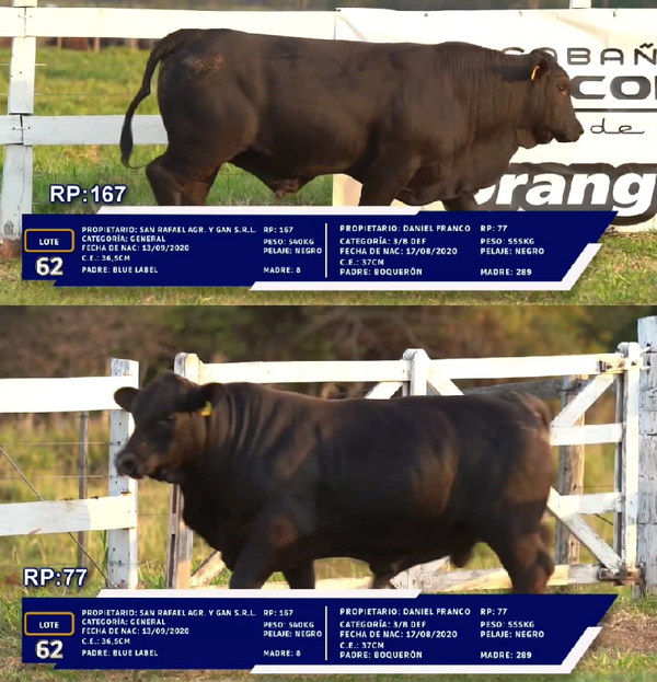 Lote LOTE 62 - DUO
