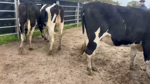 Lote 3 Vaquillonas  450kg - , San José