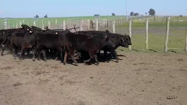 Lote (Vendido)20 Terneras ANGUS NEGRO 240kg -  en JUAN GONZALEZ