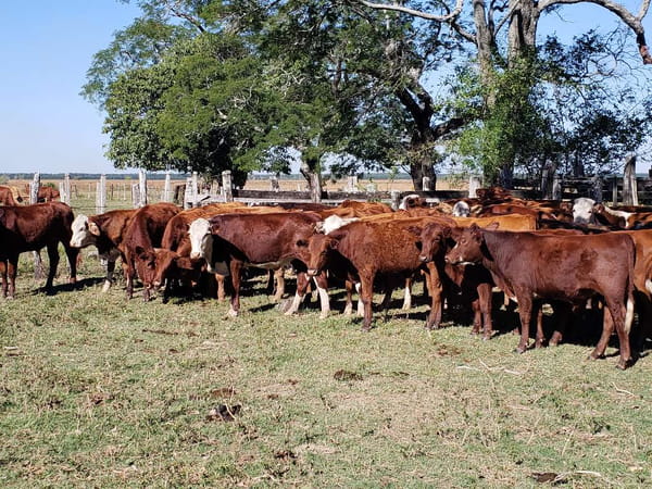 Lote 70 Terneros en Ituzaingó, Corrientes