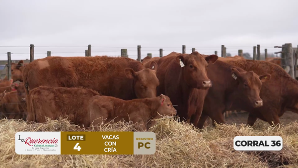 Lote VACAS PC PARIDAS DE PRIMER PARTO