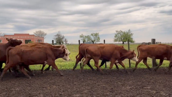 Lote Vacas de Invernada