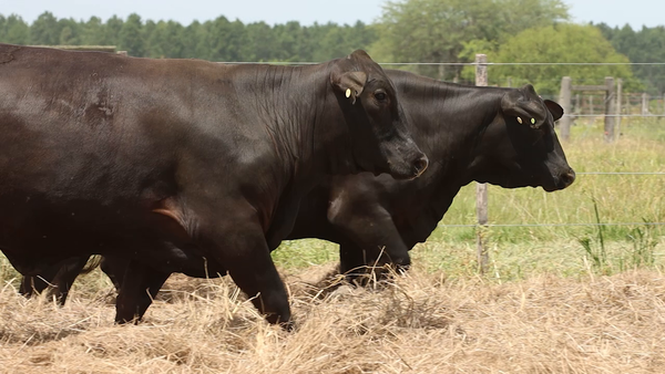 Lote 5 Vaquillonas preñadas