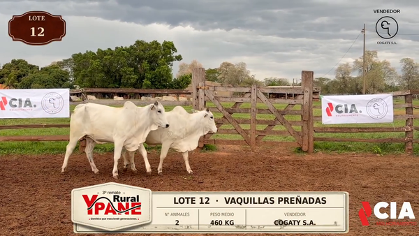 Lote Lote 12