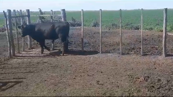 Lote (Vendido)Toros ANGUS 340kg -  en SANTA ELENA