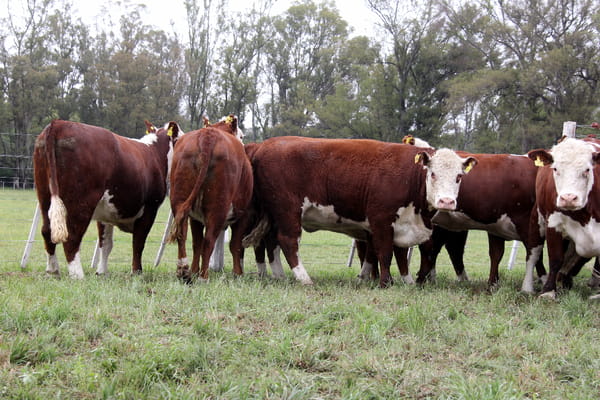 Lote VAQUILLONAS PREÑADAS PR POLLED HEREFORD -PARICION OTOÑO 2022-