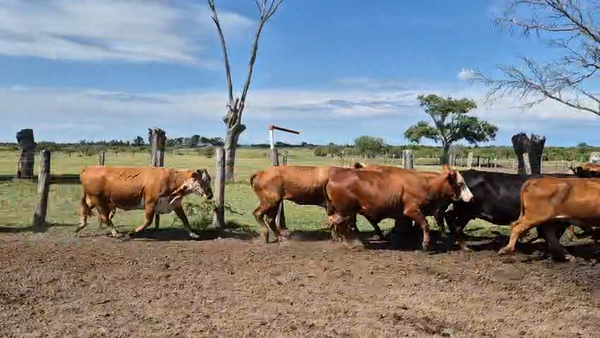 Lote 0 Vacas de invernar en Corrientes, Curuzu Cuatia
