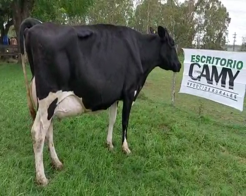 Lote Vaca HOLANDO 500kg - , San José