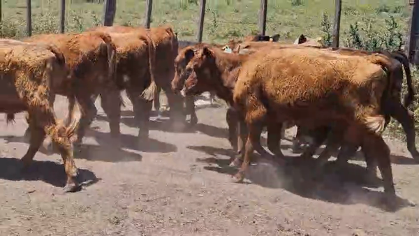 Lote 13 Terneros, San José