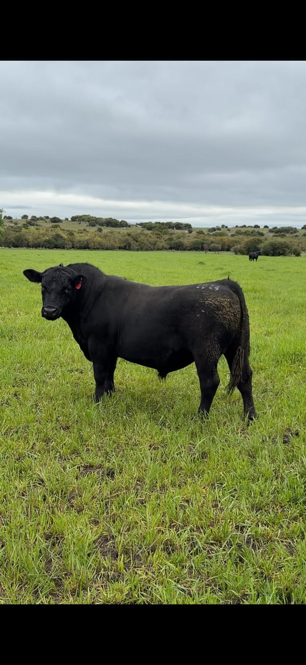 Lote San Quintin - Angus pi