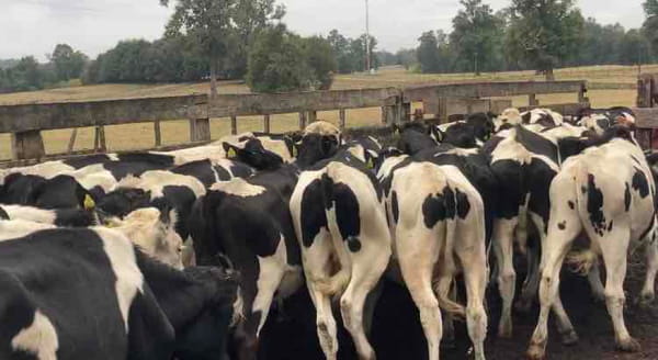 Lote 60 Novillo Engorda en Los Lagos, XIV Región Los Ríos