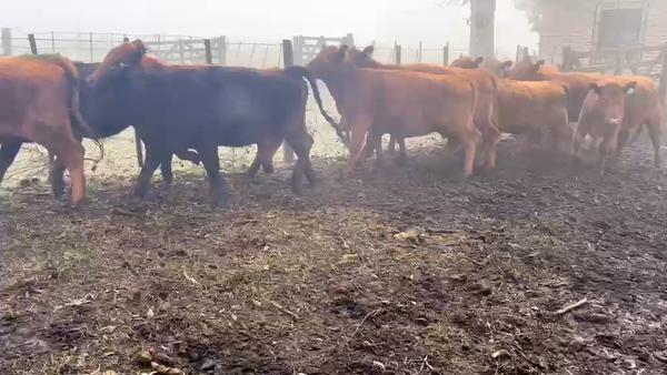 Lote 15 Vaquillonas
