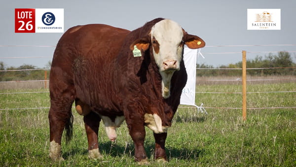 Lote LOTE 26 - TOROS BRAFORD NO. 35