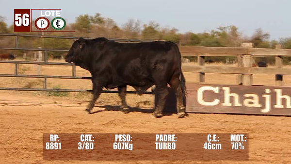 Lote Lote 56