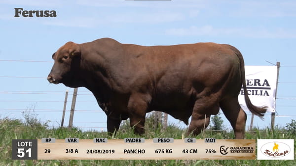Lote Ganadera Santa Cecilia - Lote 51