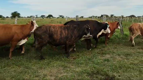 Lote 36 Vacas de invernar