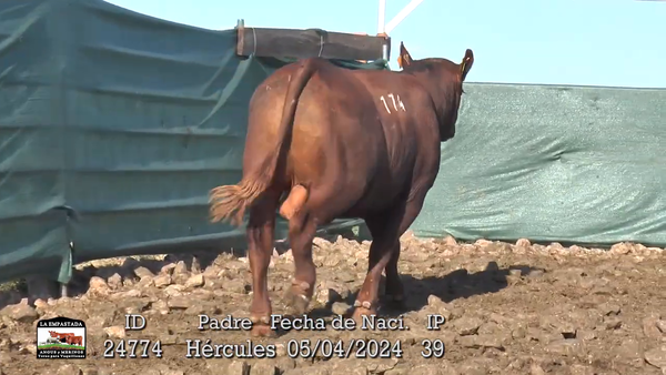 Lote 3 Toros, Durazno