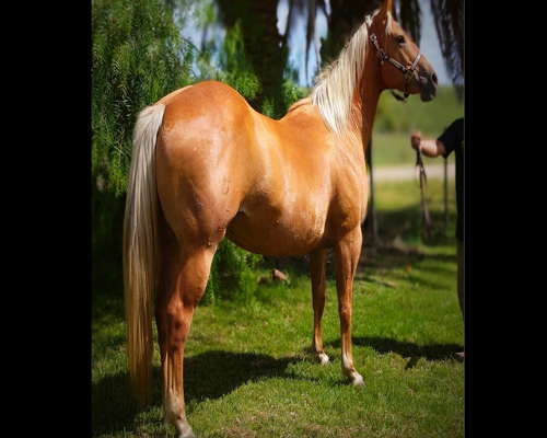 Lote BRIJA AS META 69