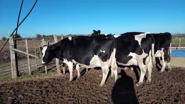Lote 3 Vacas de Invernada Holando en Carreton