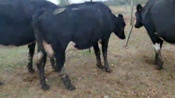 Lote 3 Vacas de Invernada HOLANDO 500kg - , San José