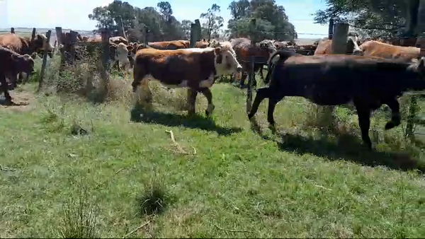 Lote 7 Novillos 1 a 2 años 2 RA,  2 RA x HE,  2 NO,  1 HE 252kg -  en SARANDI DE YACUY. 30 KM DE B.BRUM, 10 KM DE RUTA 3