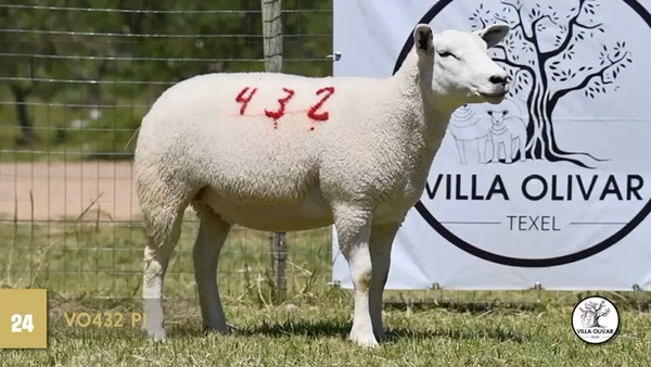 Lote Borregas, Canelones